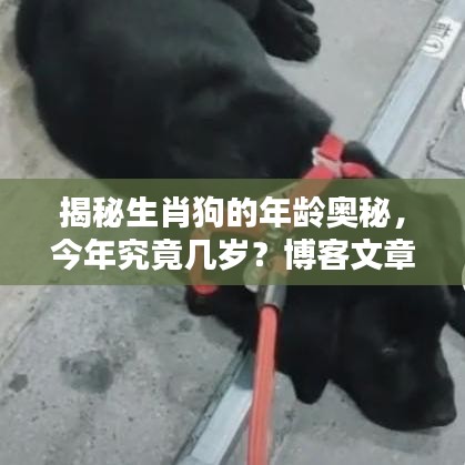 揭秘生肖狗的年龄奥秘，今年究竟几岁？博客文章揭晓答案！