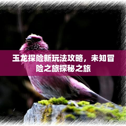 玉龙探险新玩法攻略，未知冒险之旅探秘之旅