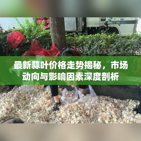 最新蒜叶价格走势揭秘，市场动向与影响因素深度剖析