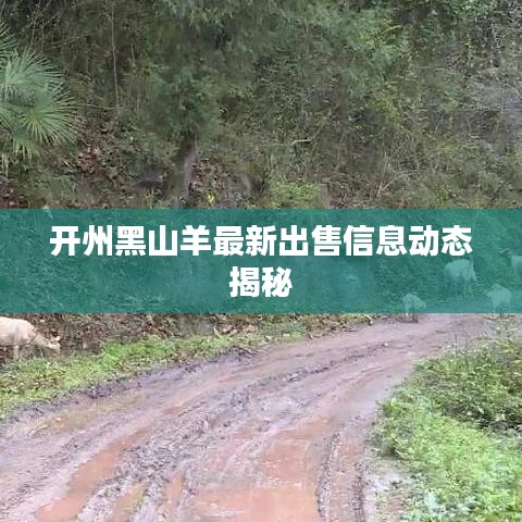 开州黑山羊最新出售信息动态揭秘