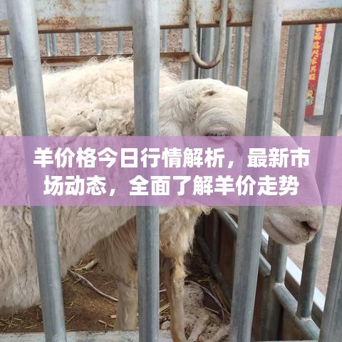 羊价格今日行情解析，最新市场动态，全面了解羊价走势