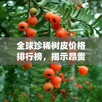 全球珍稀树皮价格排行榜，揭示昂贵树种价值之巅