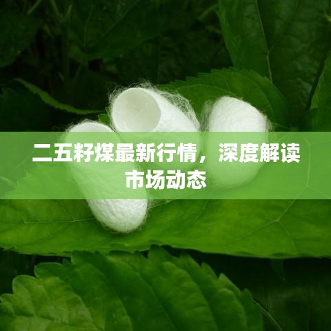 二五籽煤最新行情，深度解读市场动态