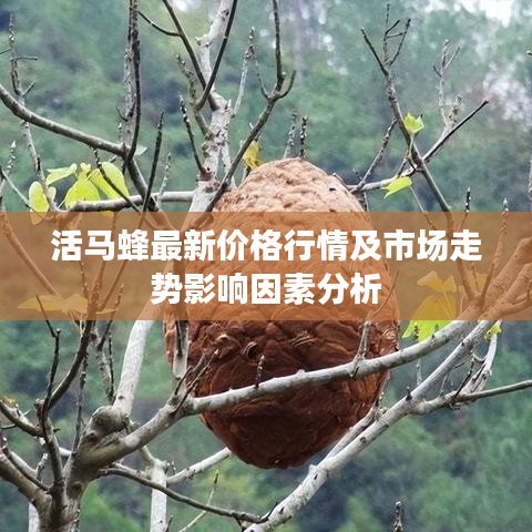 活马蜂最新价格行情及市场走势影响因素分析