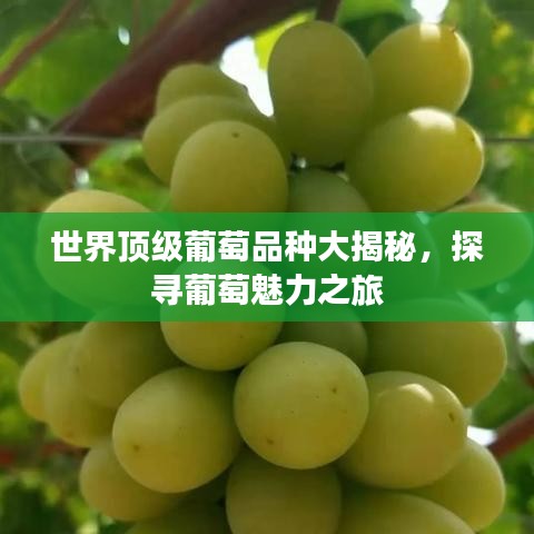 世界顶级葡萄品种大揭秘，探寻葡萄魅力之旅