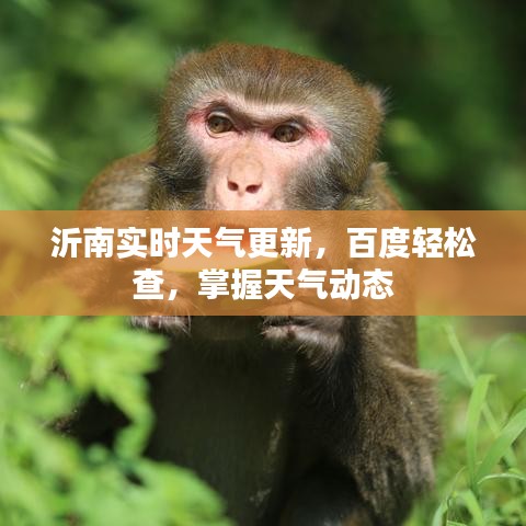 沂南实时天气更新，百度轻松查，掌握天气动态