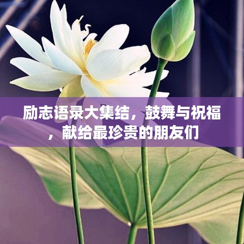 励志语录大集结，鼓舞与祝福，献给最珍贵的朋友们