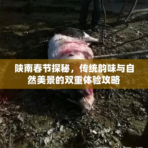 陕南春节探秘，传统韵味与自然美景的双重体验攻略