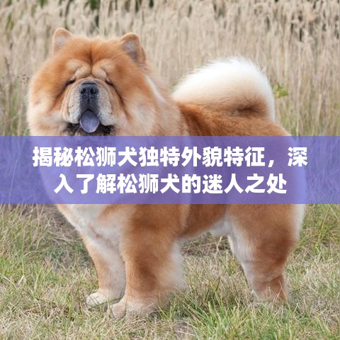 揭秘松狮犬独特外貌特征，深入了解松狮犬的迷人之处