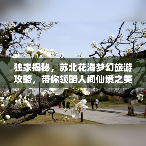 独家揭秘，苏北花海梦幻旅游攻略，带你领略人间仙境之美！