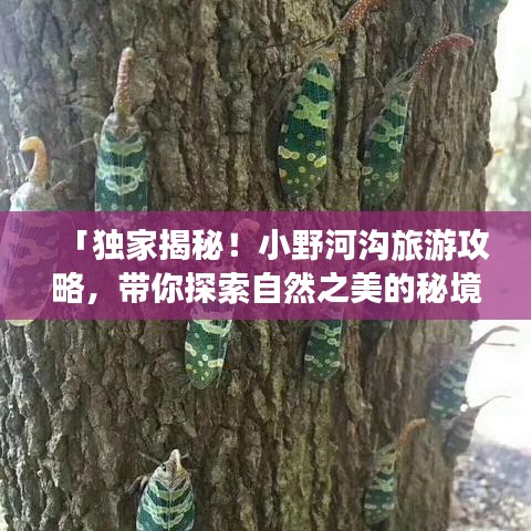 「独家揭秘！小野河沟旅游攻略，带你探索自然之美的秘境之旅」