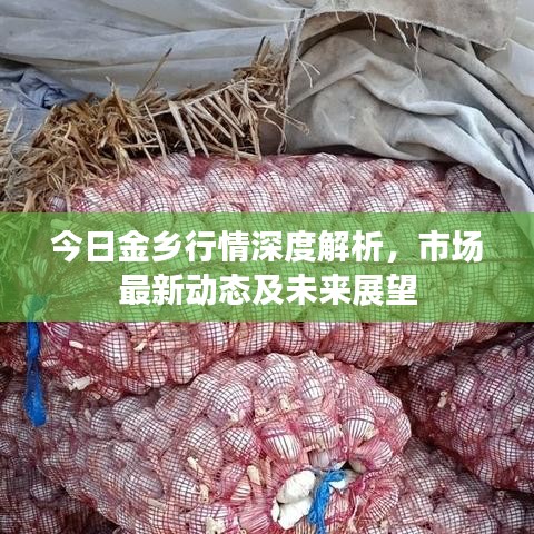 今日金乡行情深度解析，市场最新动态及未来展望
