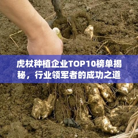 虎杖种植企业TOP10榜单揭秘，行业领军者的成功之道